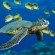 Een groene zeeschildpad zwemt langs een school wasbeerklipvissen in de buurt van Hawaï.
