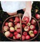 Santana appel oogst 2012 te koop