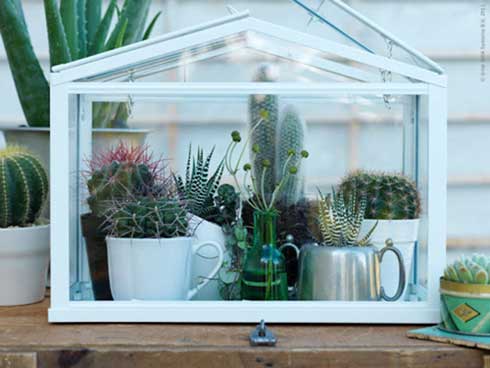 hooikoortsvriendelijke-planten-huis