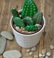 Zo maak je cactussen van steen