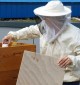 Alexandrium shopping center helpt bijen